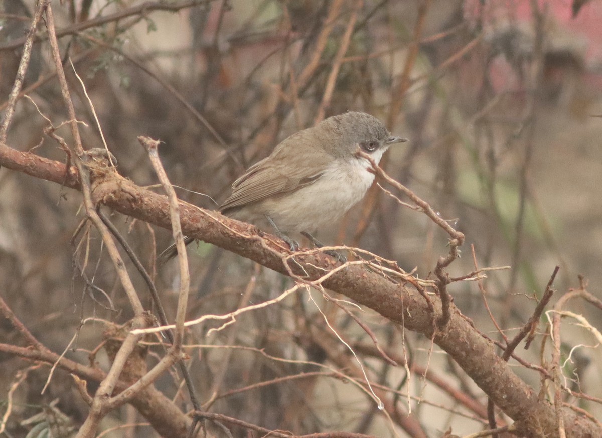 Curruca Zarcerilla - ML615110529