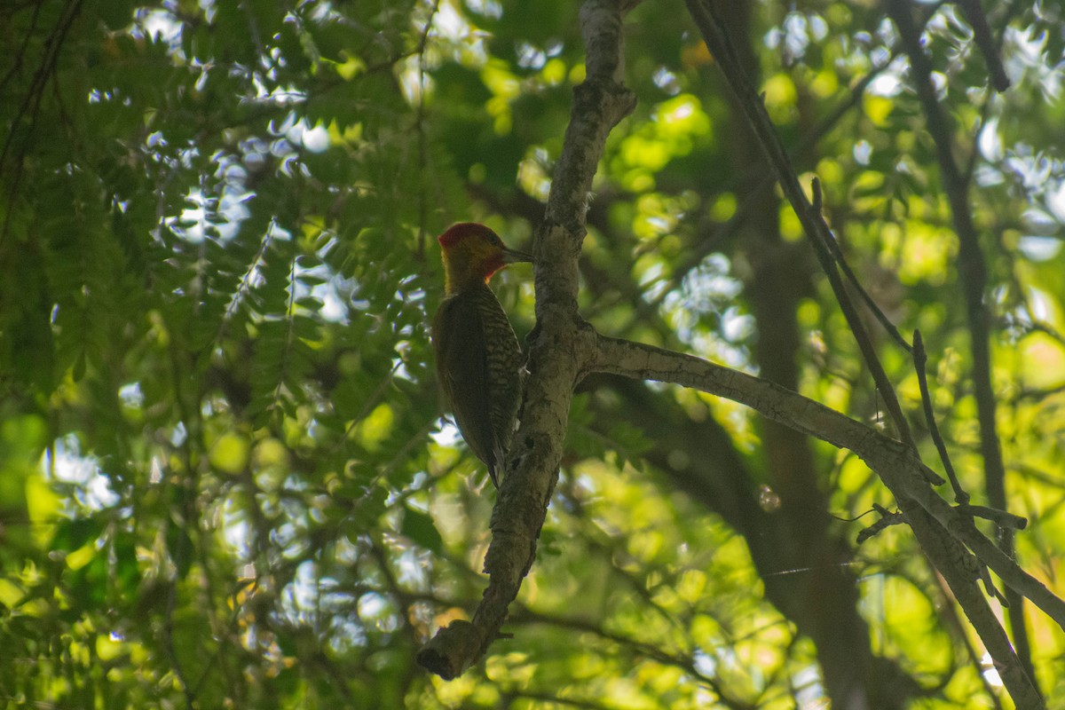 Yellow-throated Woodpecker - ML615110589