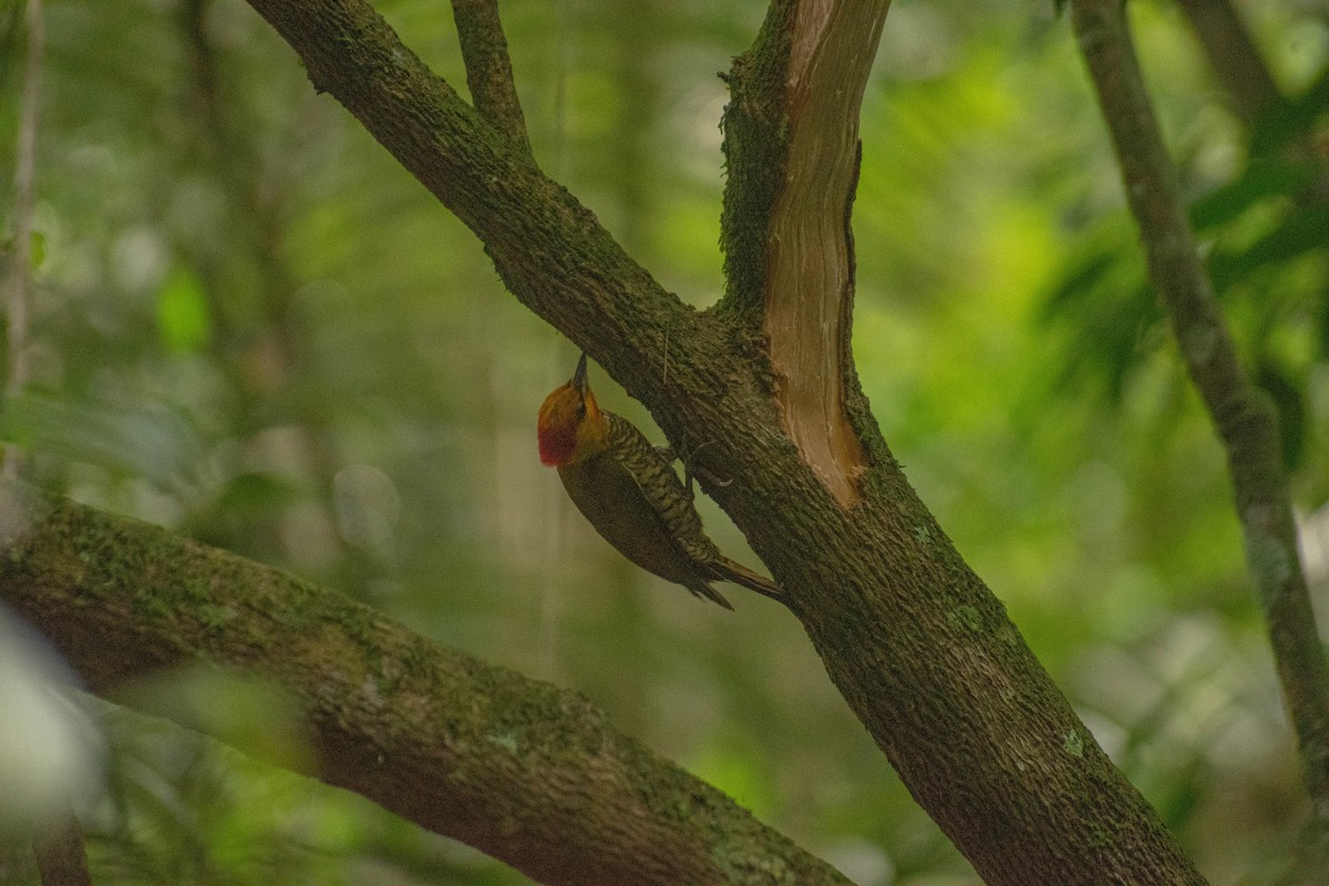 Yellow-throated Woodpecker - ML615110608
