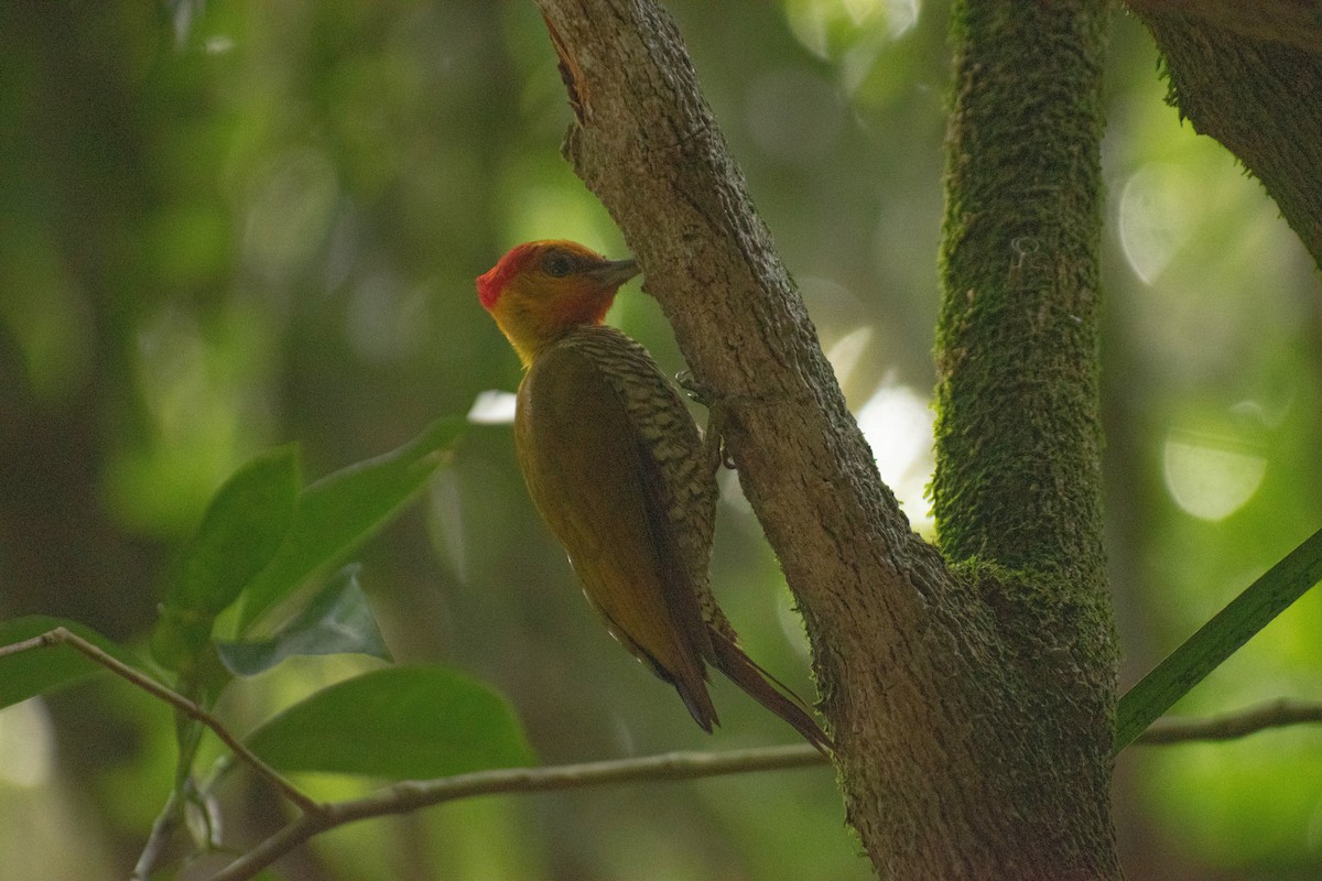 Yellow-throated Woodpecker - ML615110609