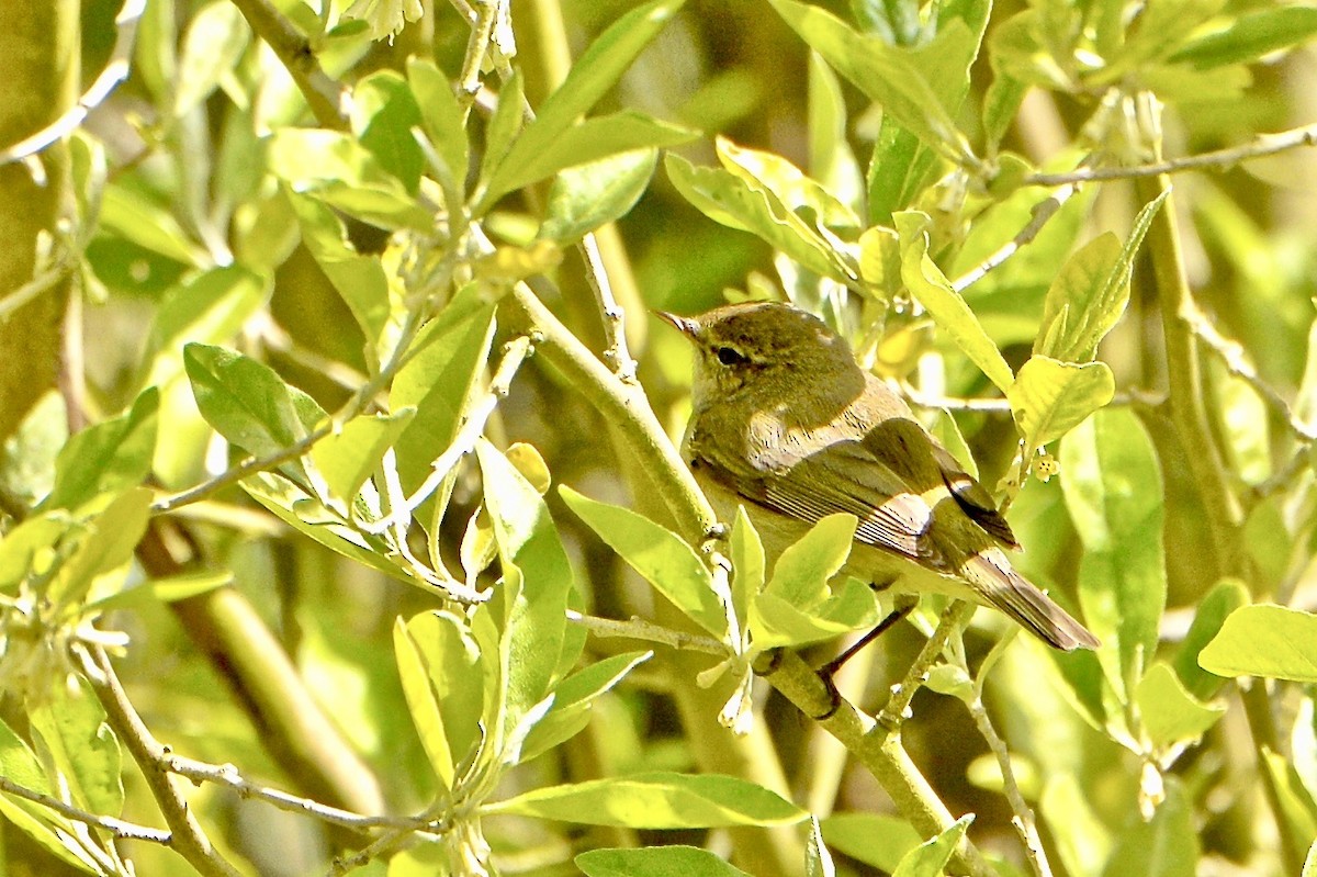 Common Chiffchaff (Common) - Gerald Friesen