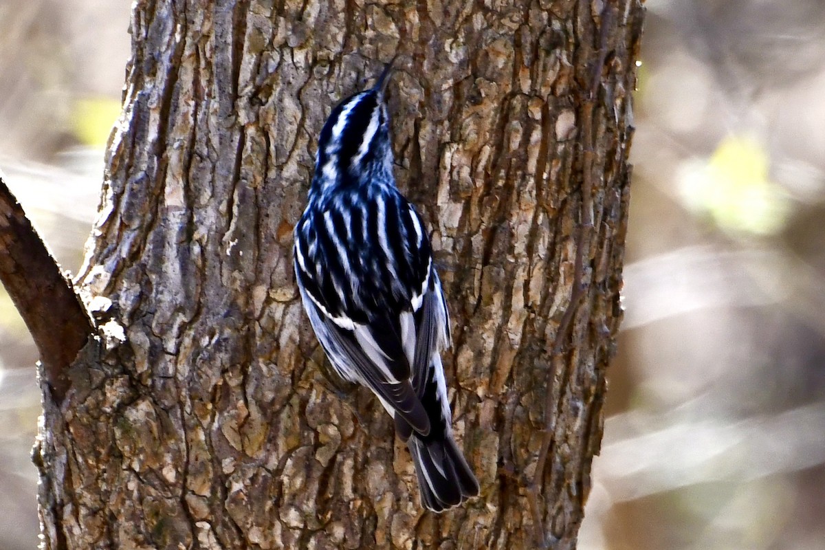 Black-and-white Warbler - Carole Stroupe
