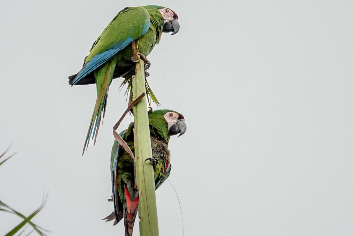 Chestnut-fronted Macaw - ML615110677