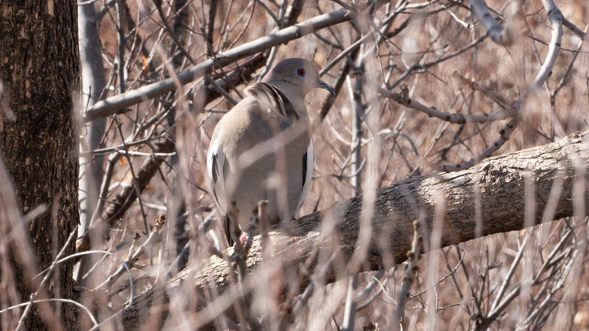 White-winged Dove - ML615110690