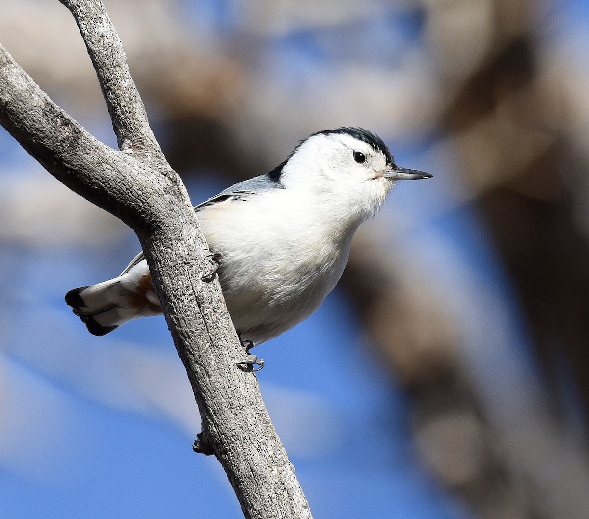 White-breasted Nuthatch (Eastern) - ML615110730