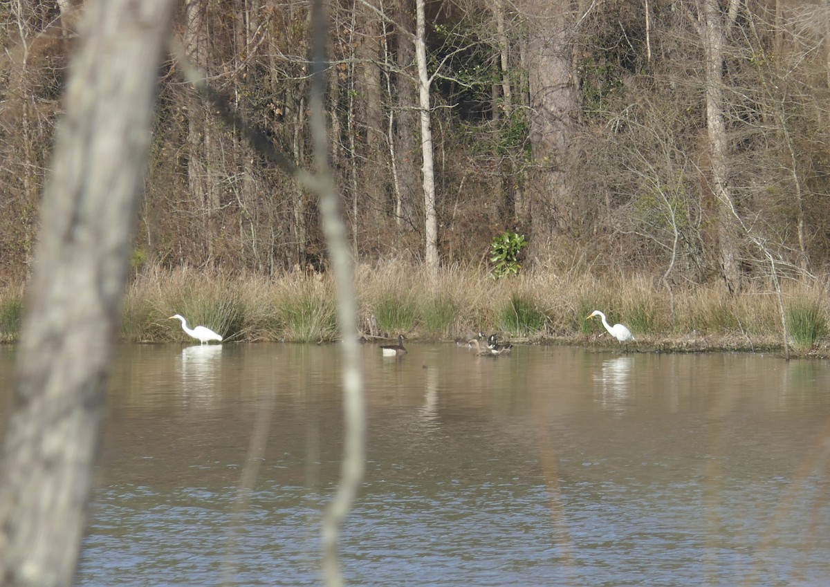 Great Egret - ML615110742