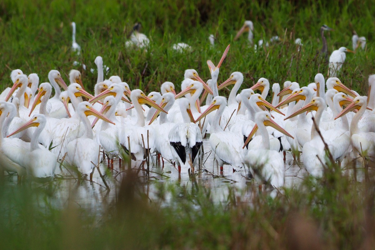 American White Pelican - ML615110767