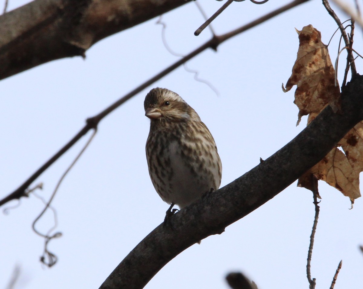 Purple Finch - ML615110795