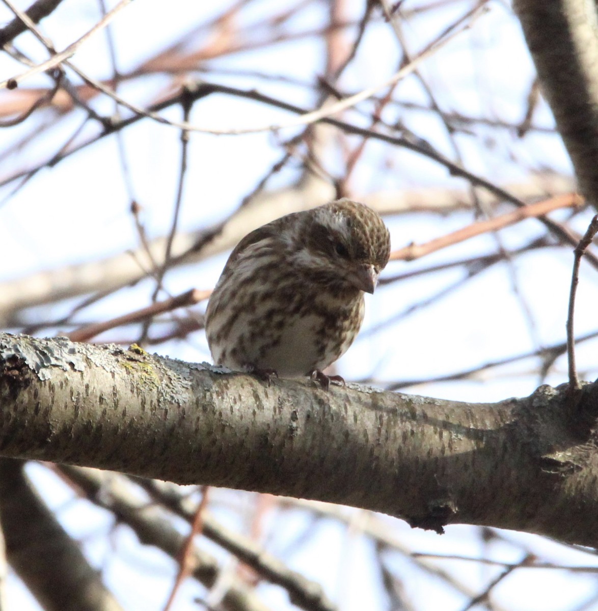 Purple Finch - ML615110796