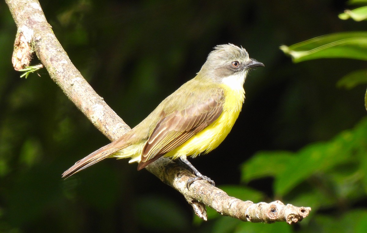 Gray-capped Flycatcher - ML615110828