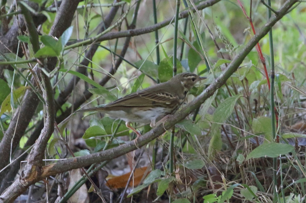 Olive-backed Pipit - ML615110870
