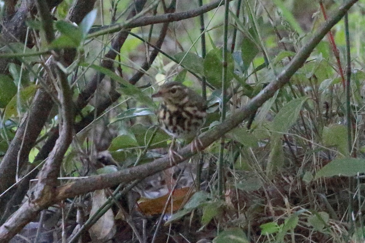Olive-backed Pipit - ML615110871