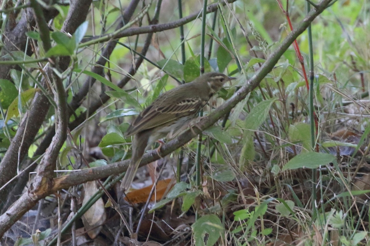 Olive-backed Pipit - ML615110872
