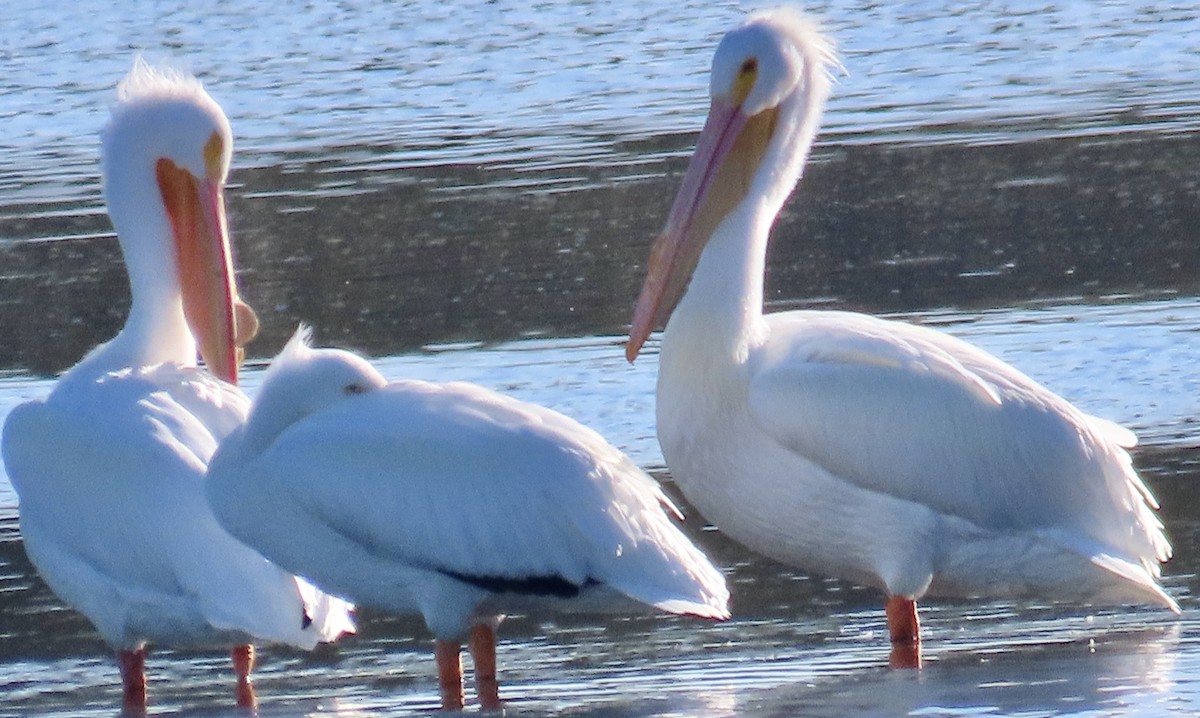 American White Pelican - ML615110875