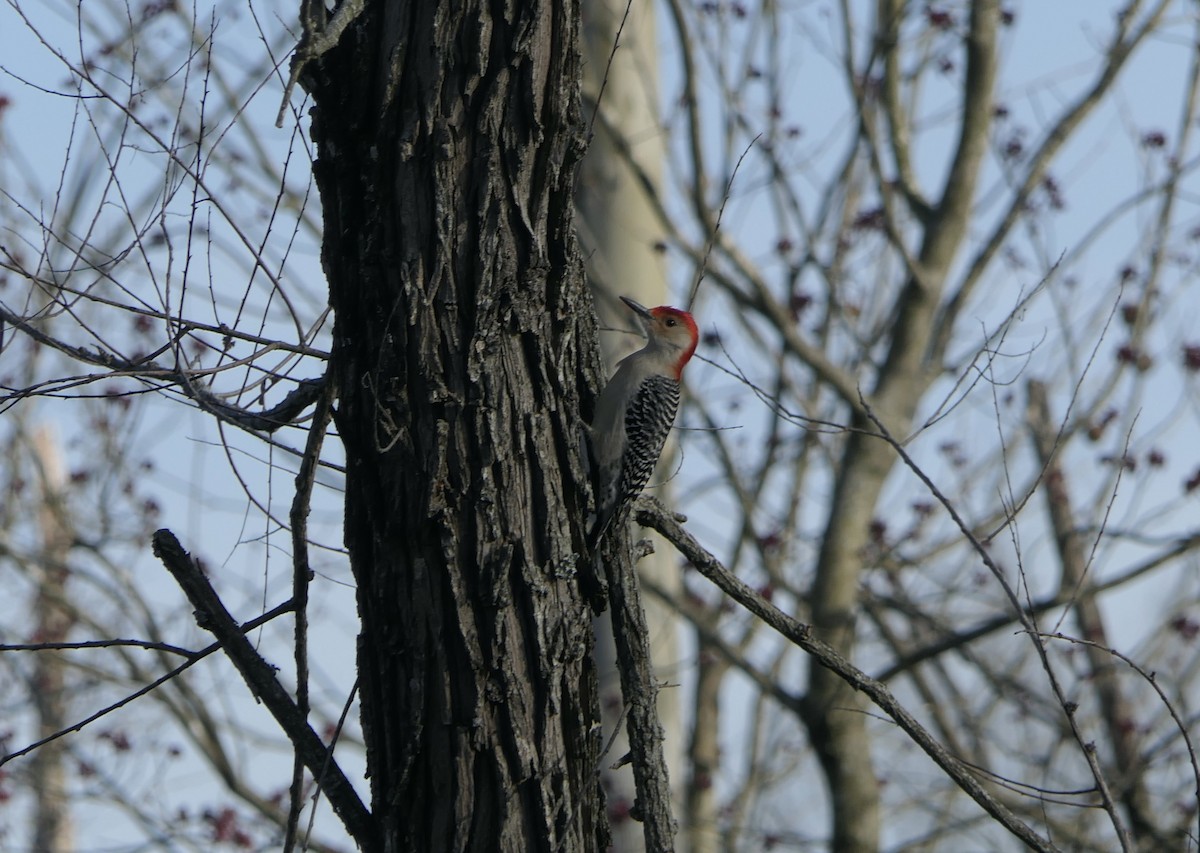 Red-bellied Woodpecker - ML615110902