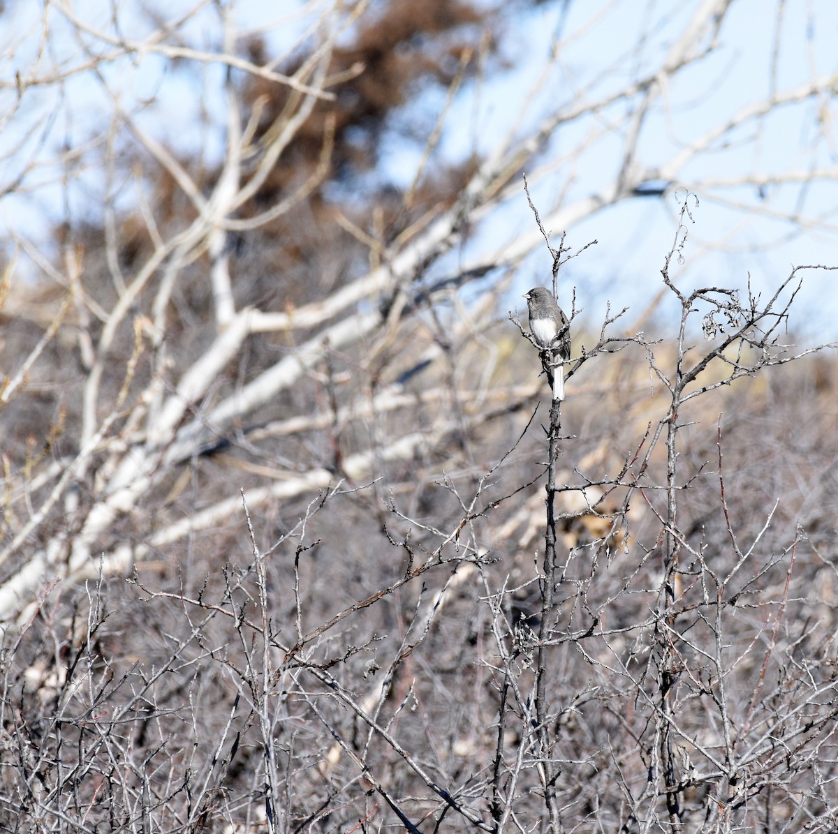 Dark-eyed Junco (Slate-colored) - ML615110924