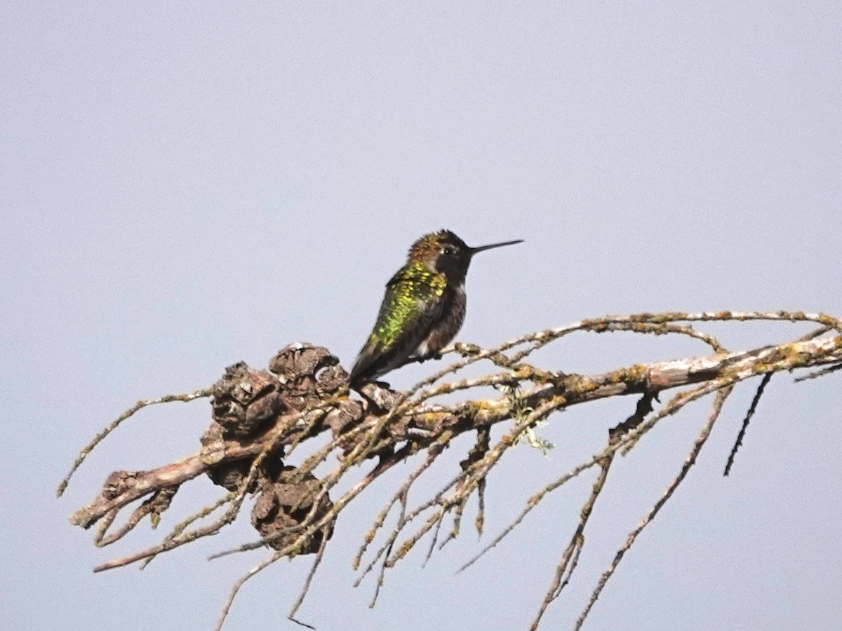Anna's Hummingbird - ML615110953