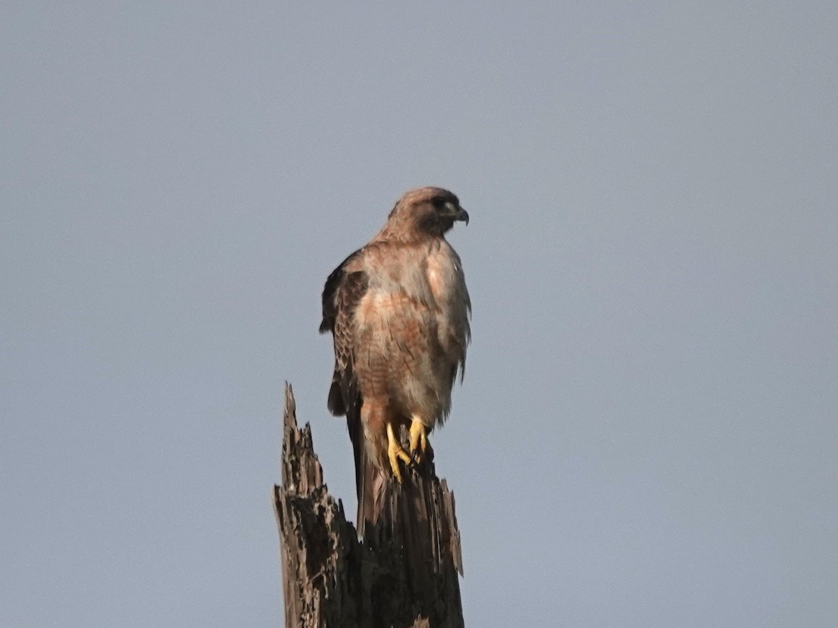 Red-tailed Hawk - ML615110959