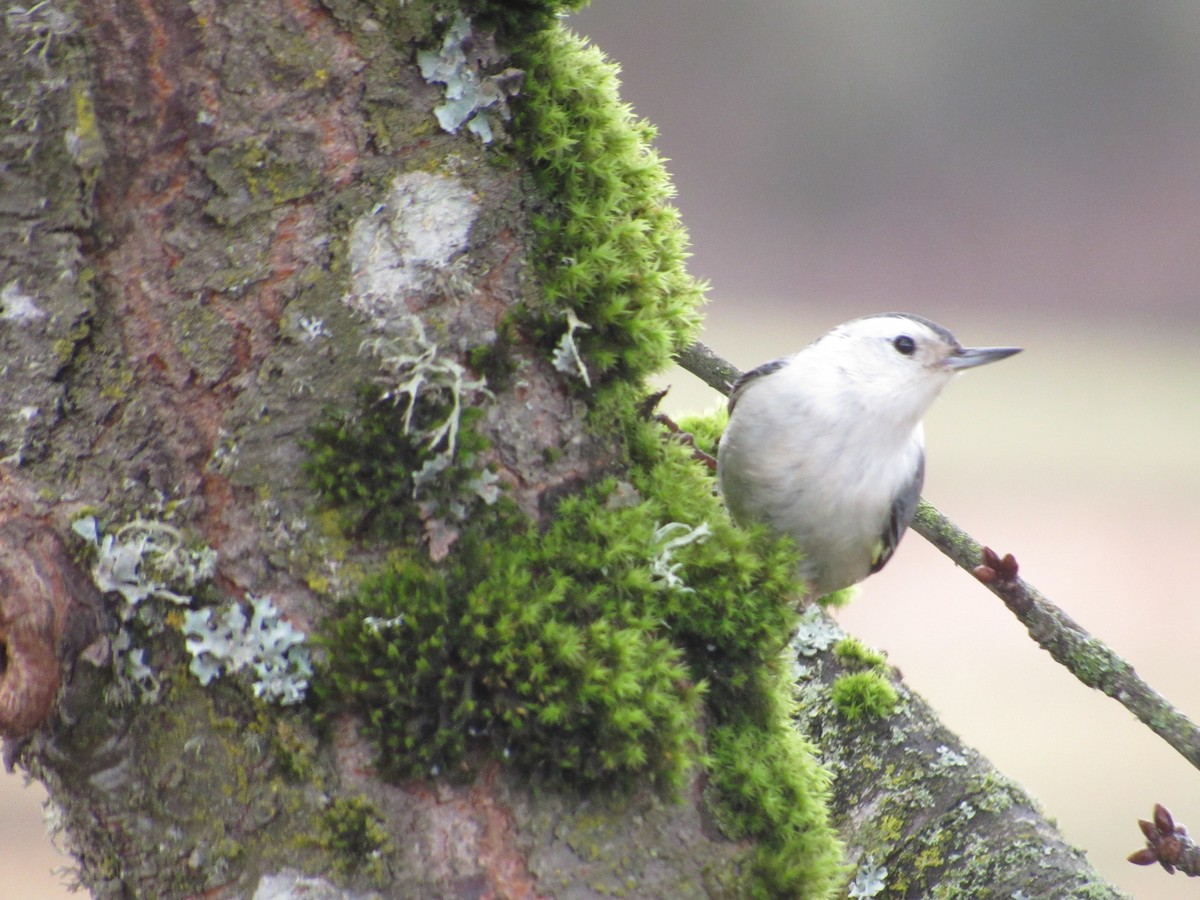 White-breasted Nuthatch - ML615110966