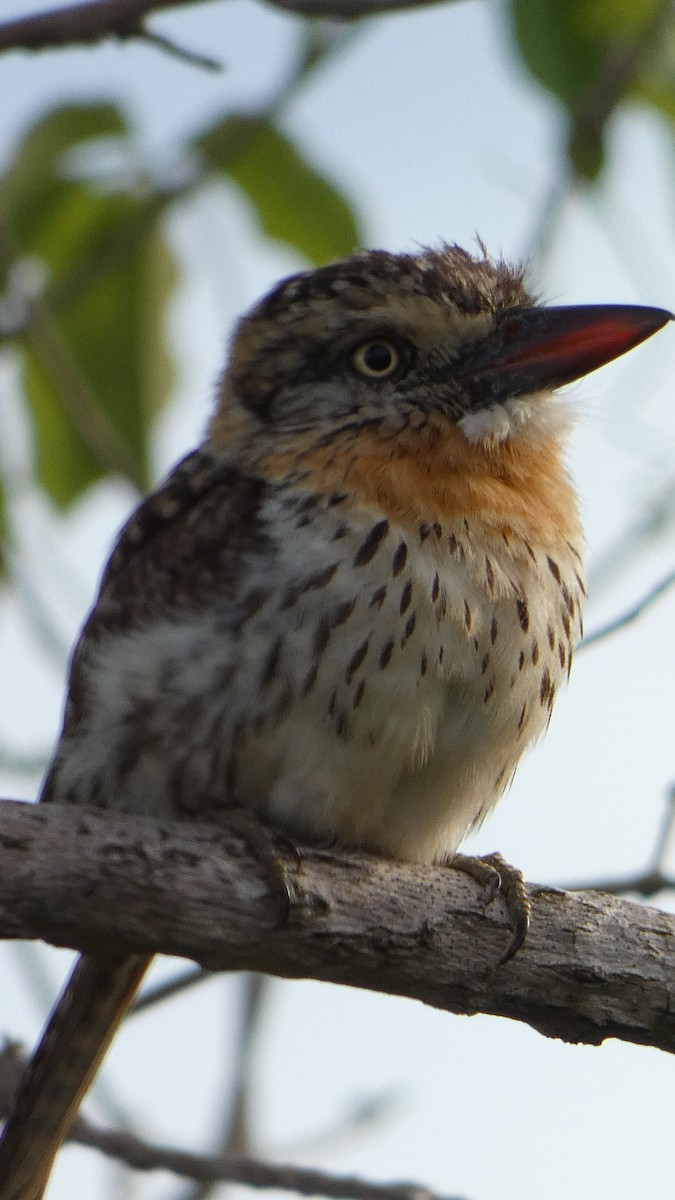 Kaatinga Pufkuşu (maculatus) - ML615110973
