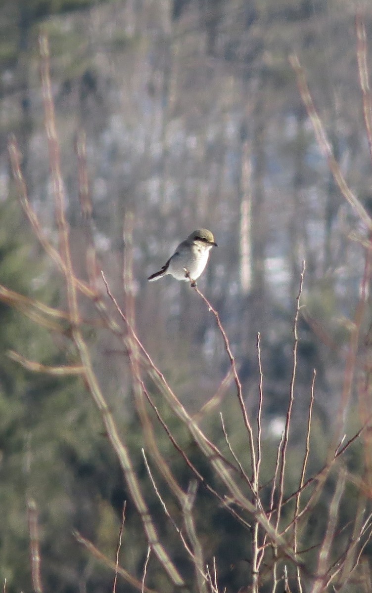 Northern Shrike - Iain MacLeod