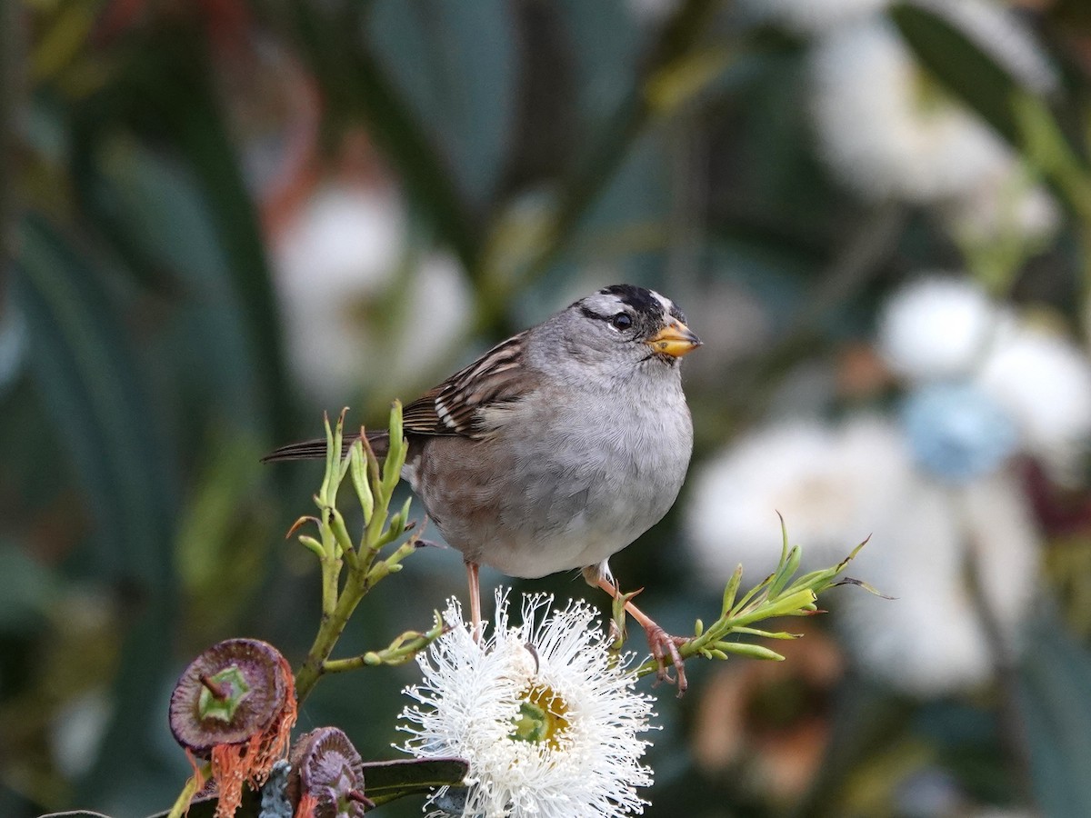 White-crowned Sparrow - ML615111012