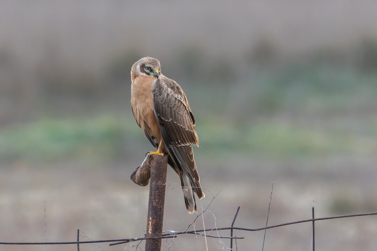 Pallid Harrier - ML615111016