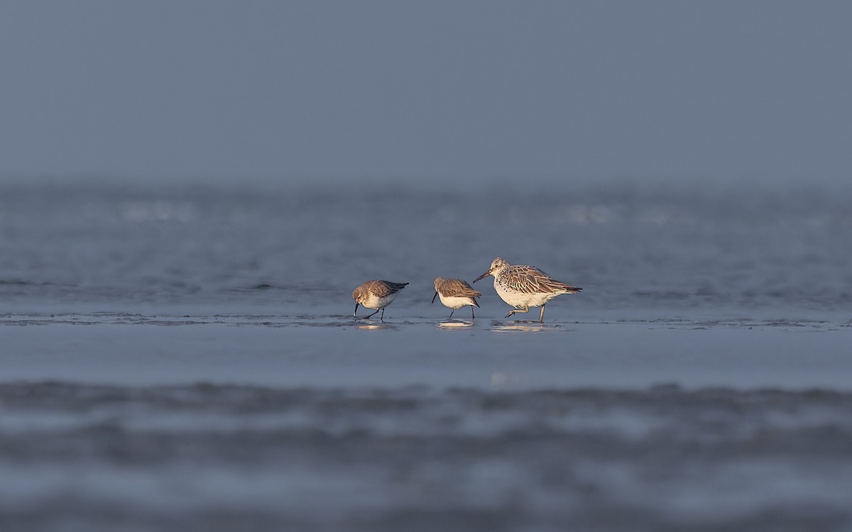 Great Knot - ML615111033