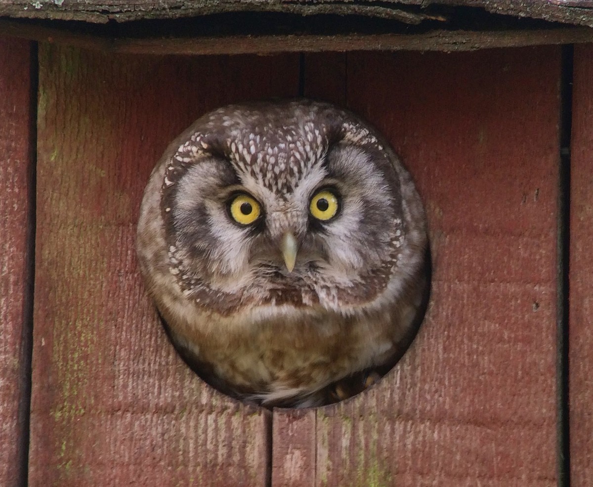 Boreal Owl (Tengmalm's) - ML615111137