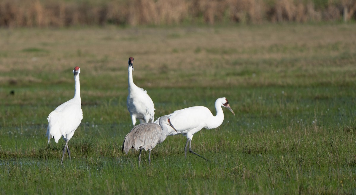 Whooping Crane - ML615111169