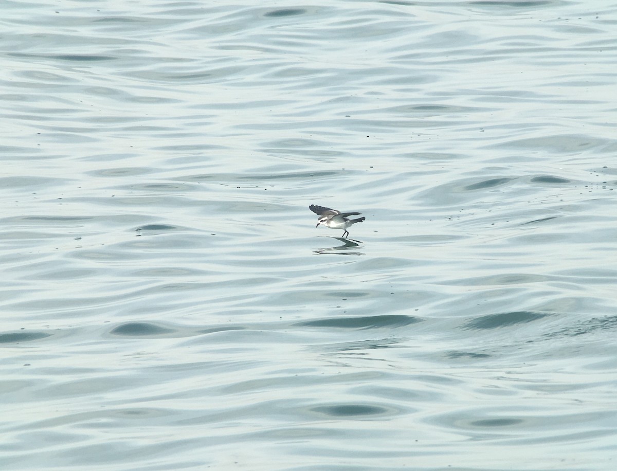 White-faced Storm-Petrel - ML615111250
