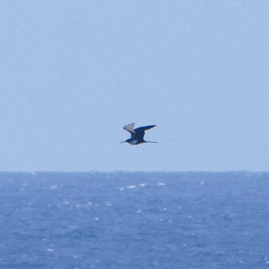 Great Frigatebird - ML615111286