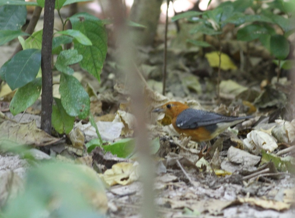 Orange-headed Thrush - Rune Neergaard