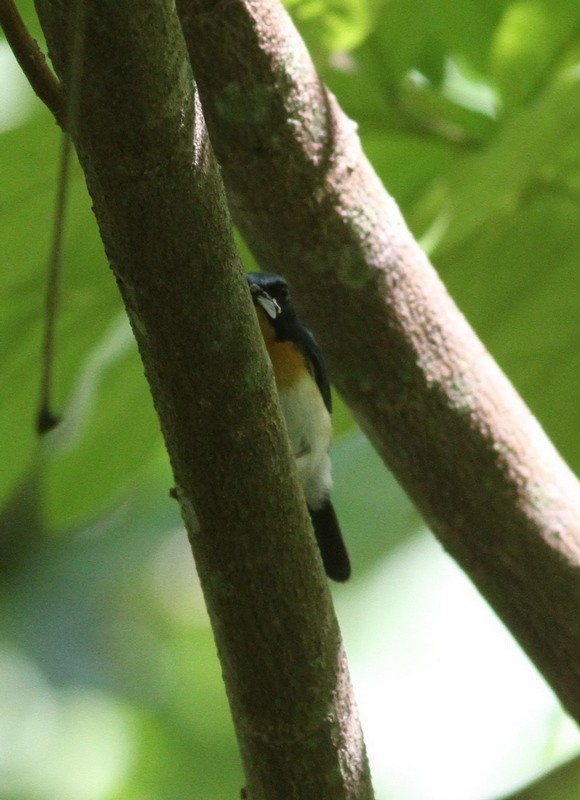 Indochinese Blue Flycatcher - ML615111346