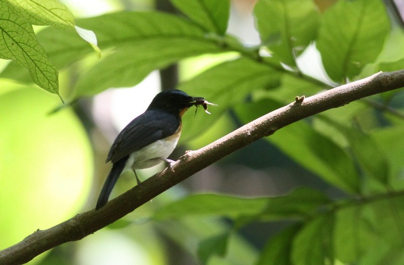 Indochinese Blue Flycatcher - ML615111348