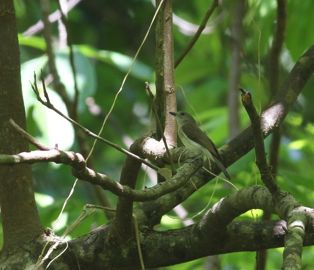 Mangrove Whistler - ML615111354