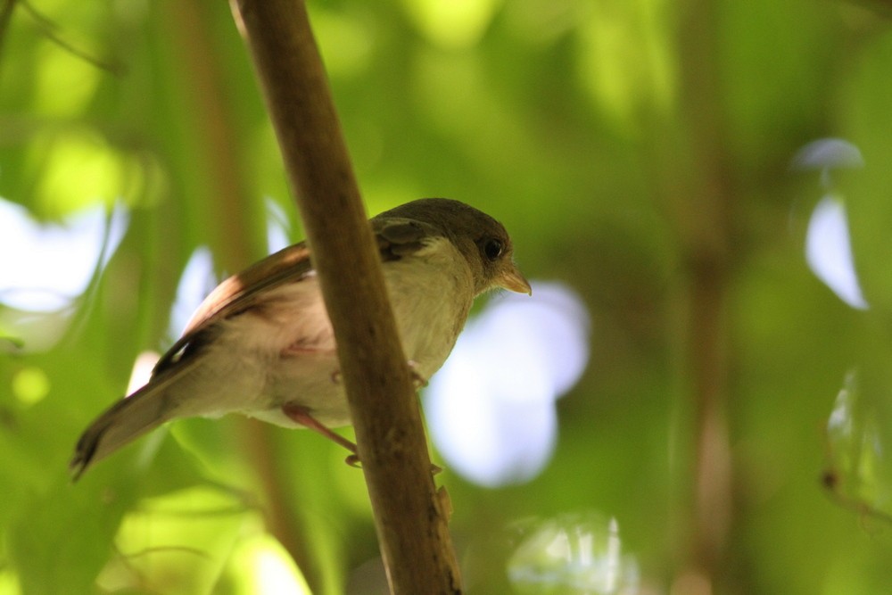 Mangrove Whistler - ML615111357