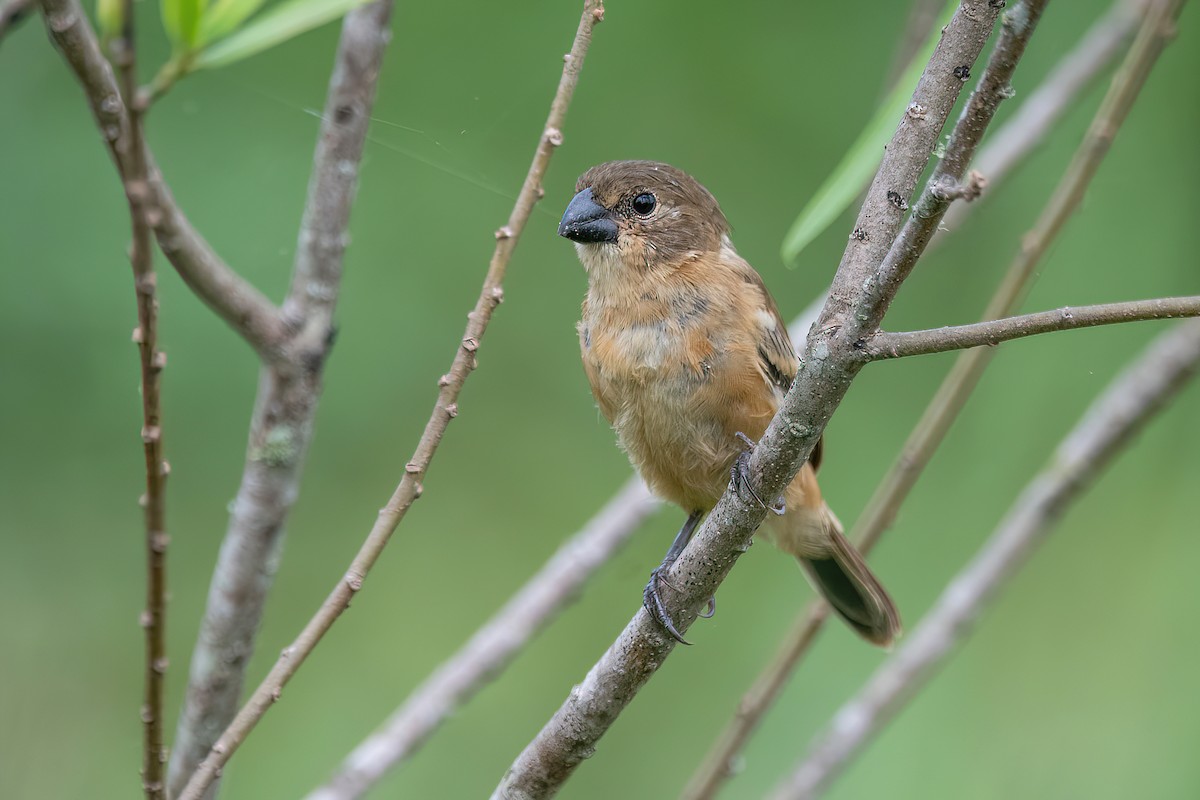 Rusty-collared Seedeater - Raphael Kurz -  Aves do Sul