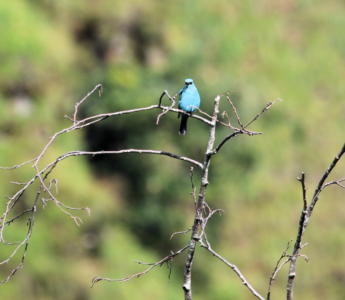 Verditer Flycatcher - ML615111492