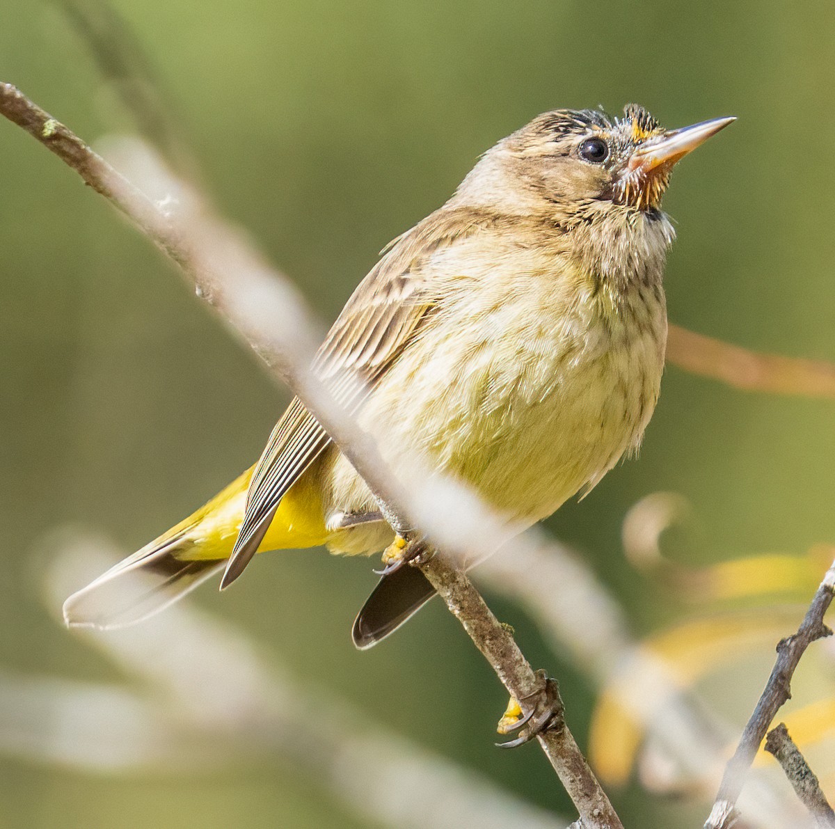 Palm Warbler - ML615111548