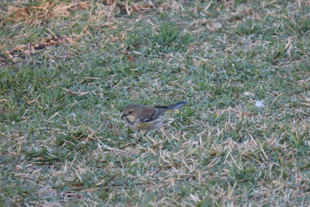 Yellow-rumped Warbler - ML615111605