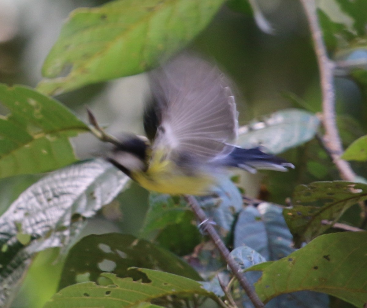 Green-backed Tit - ML615111632