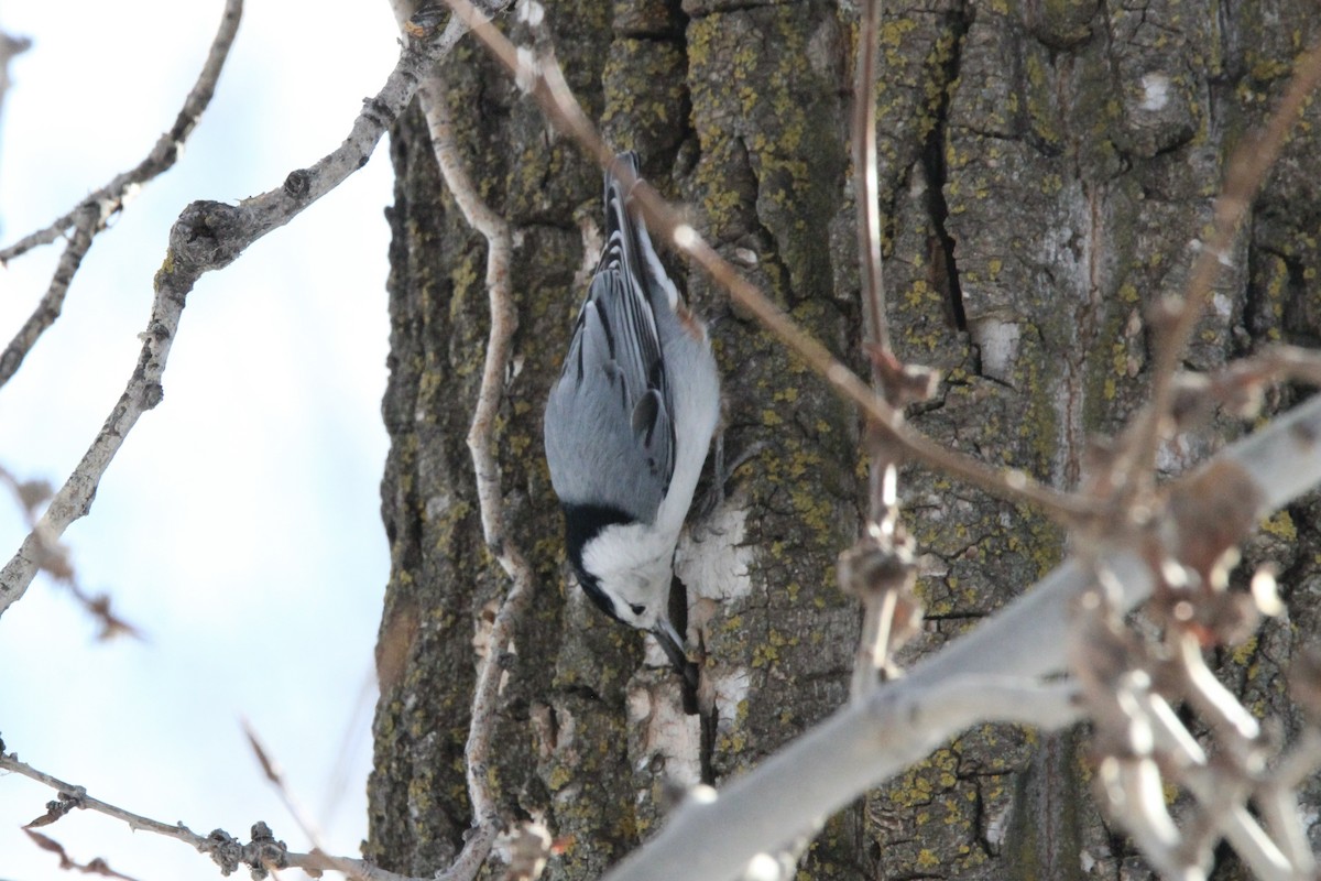 White-breasted Nuthatch - ML615111676