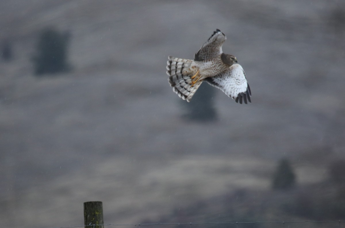 Northern Harrier - Sandy Schreven