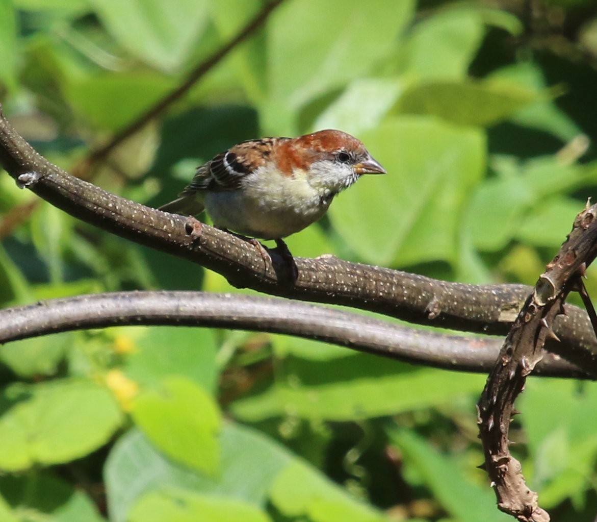 Russet Sparrow - Kernan Bell