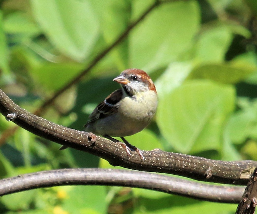 Russet Sparrow - Kernan Bell