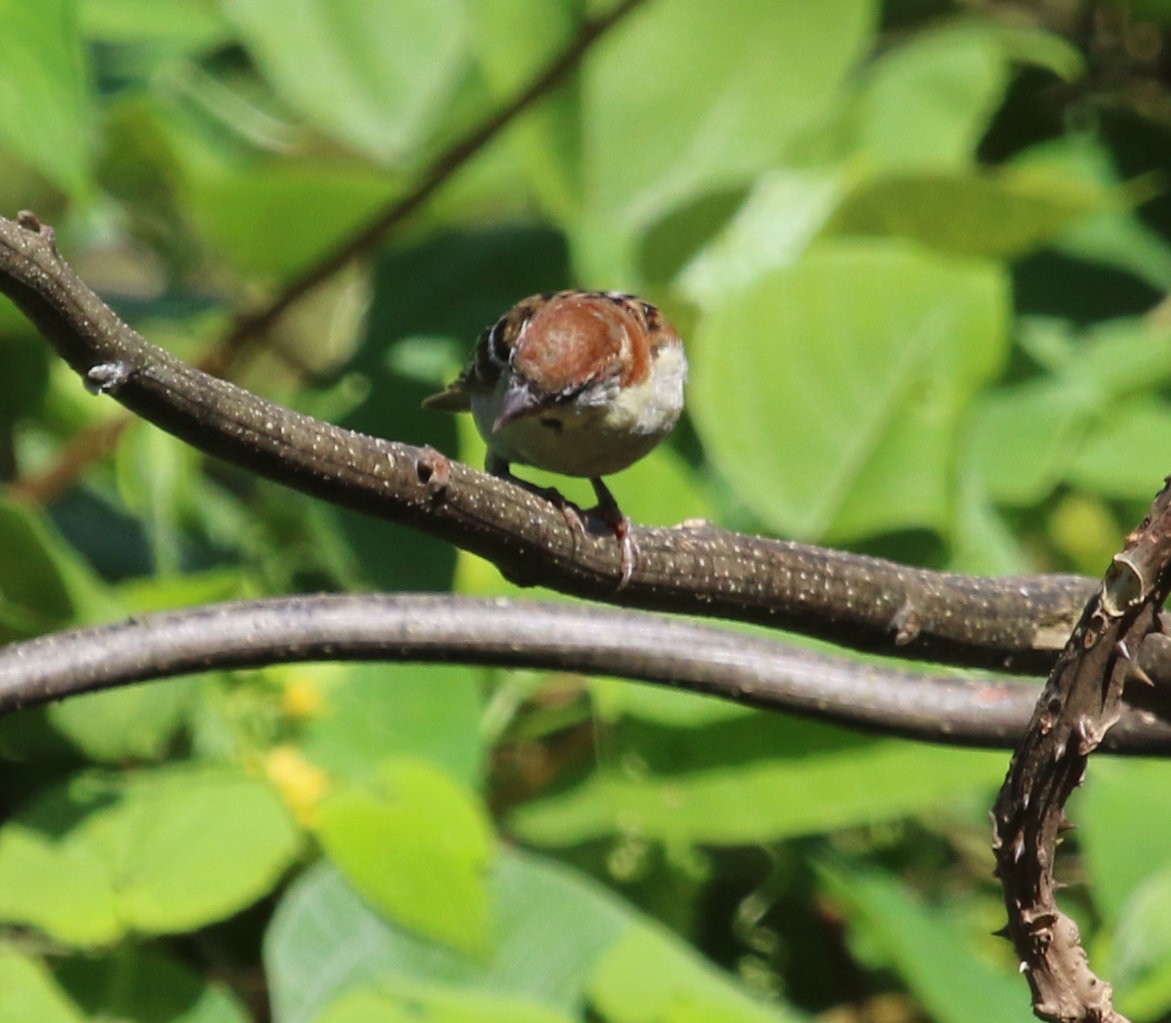 Russet Sparrow - ML615111717