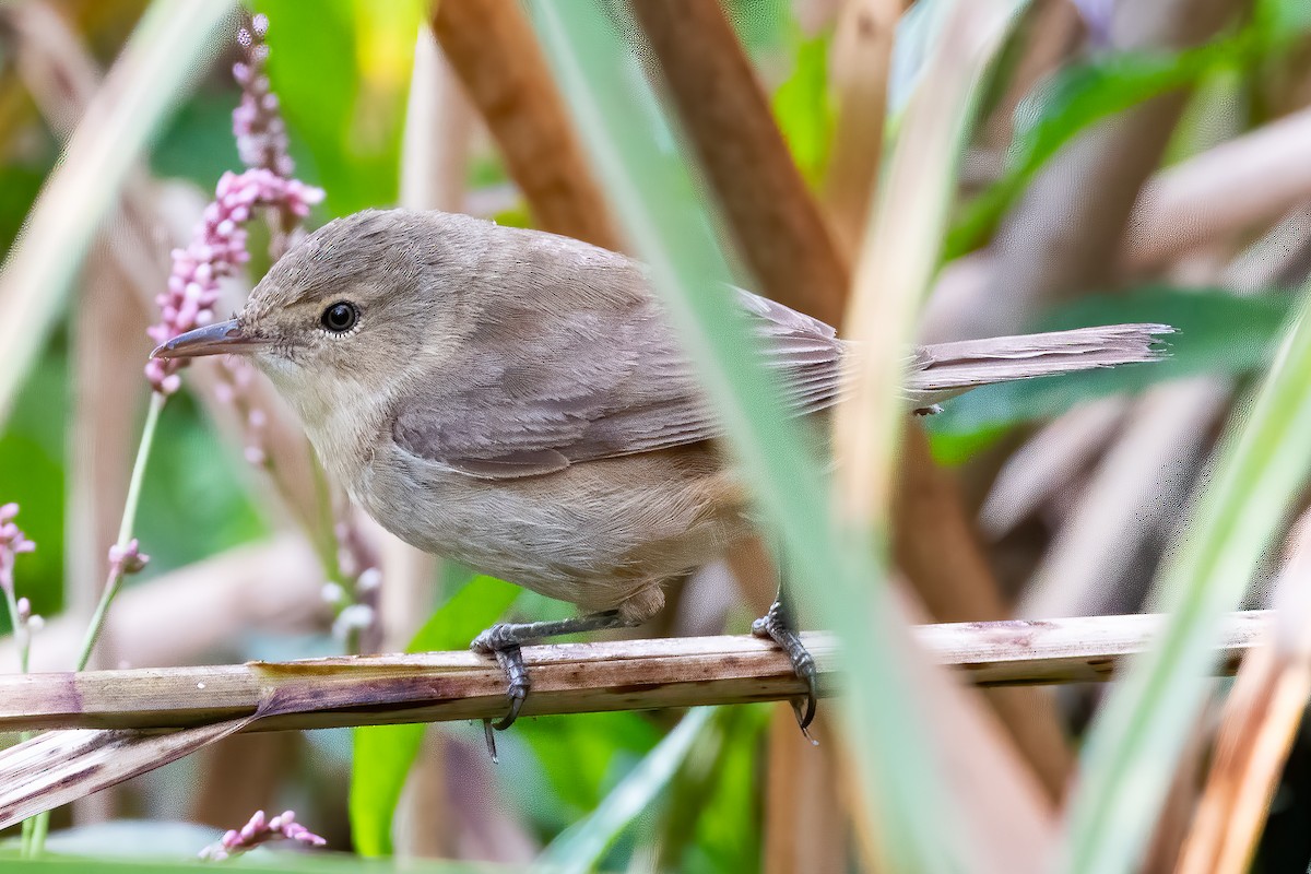 Australian Reed Warbler - Anthony Sokol