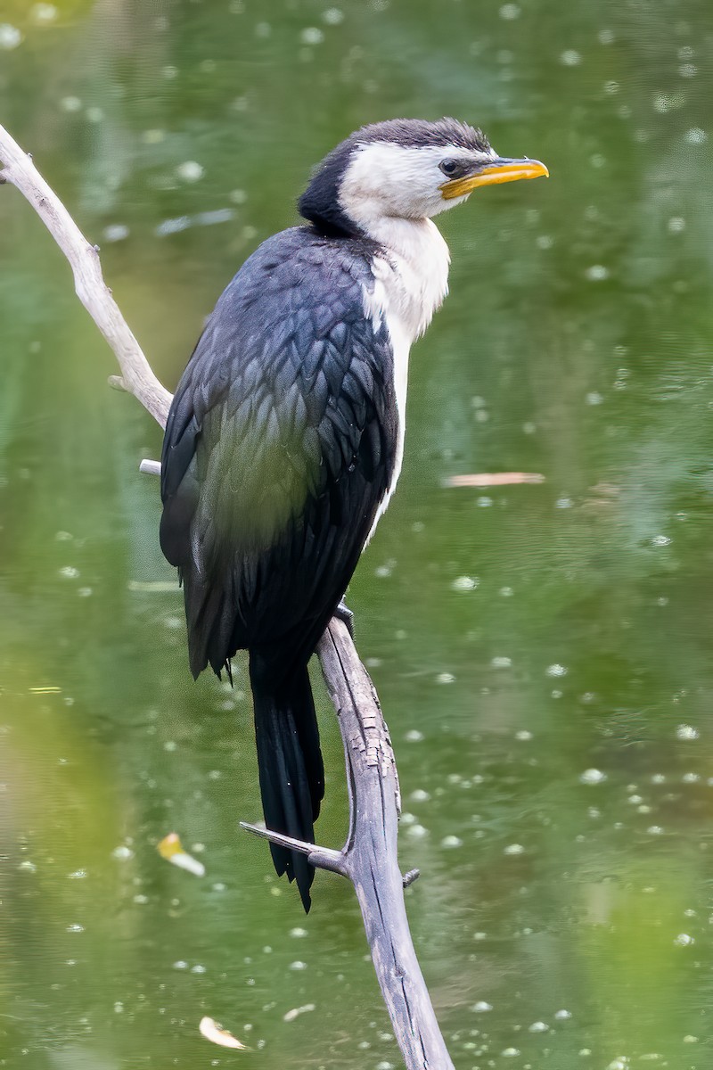 Little Pied Cormorant - Anthony Sokol