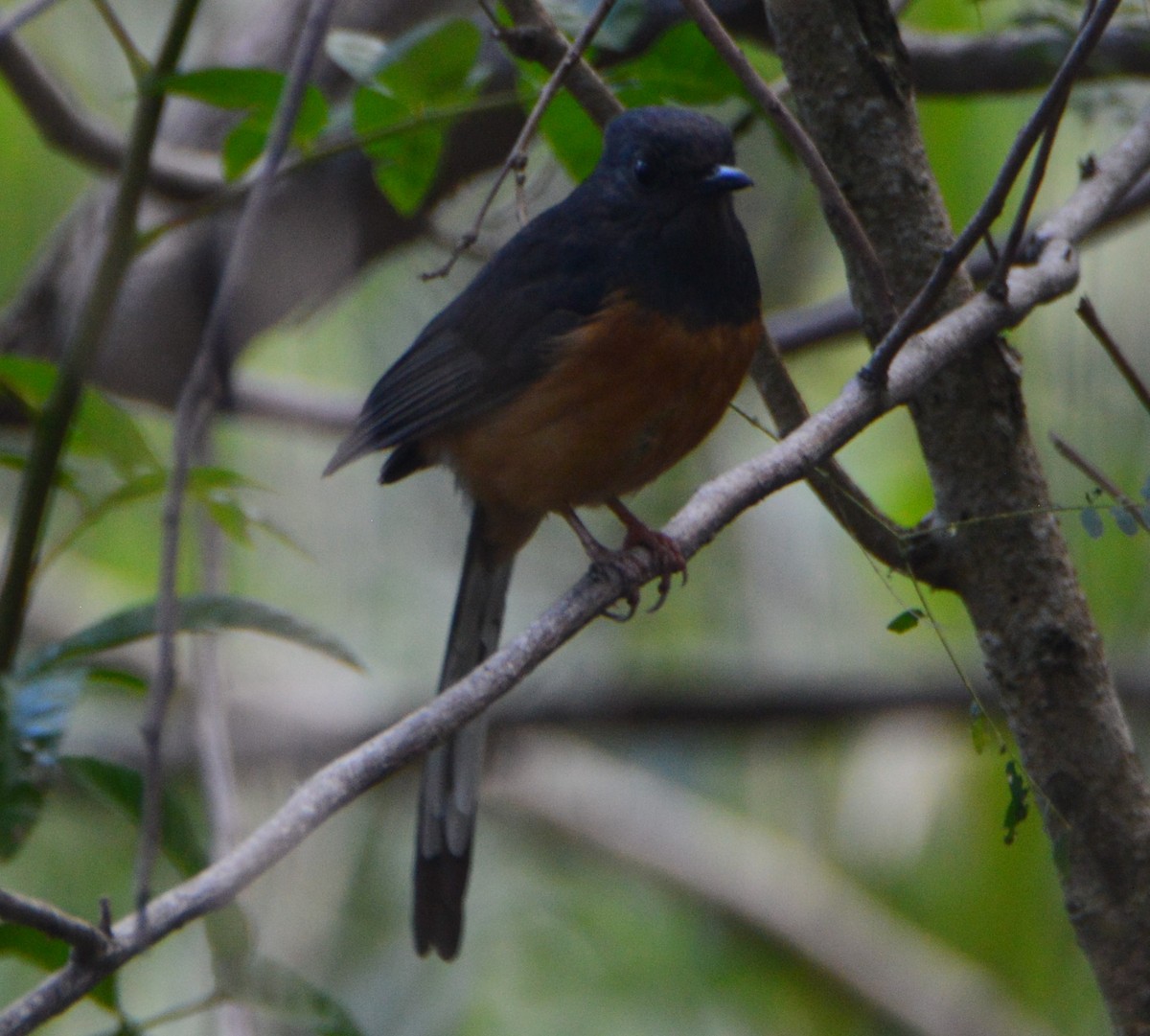 White-rumped Shama - ML615111758